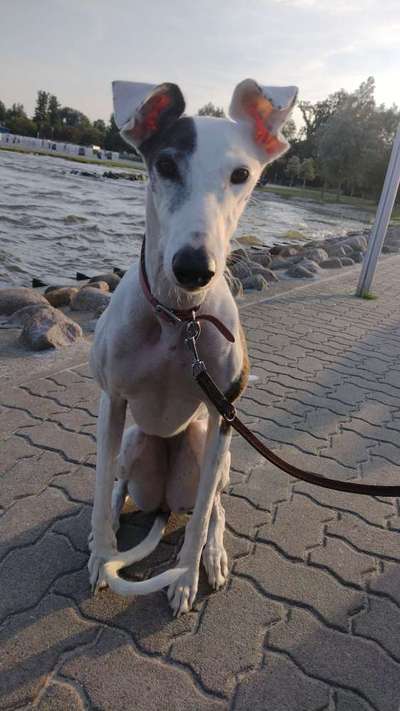 Windhunde - Treffen der besonderen Schönheiten
HERZLICH WILLKOMMEN-Beitrag-Bild