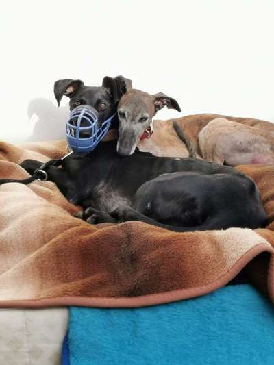 Windhunde - Treffen der besonderen Schönheiten
HERZLICH WILLKOMMEN-Beitrag-Bild