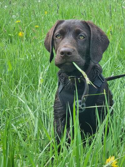 Magen Darmprobleme-Beitrag-Bild