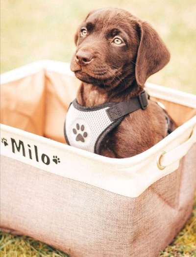 Labradorfans-Beitrag-Bild