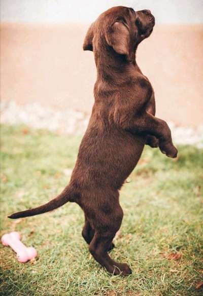 Challenge 23 : "  Euer Hund beim Frühlingserwachen "-Beitrag-Bild