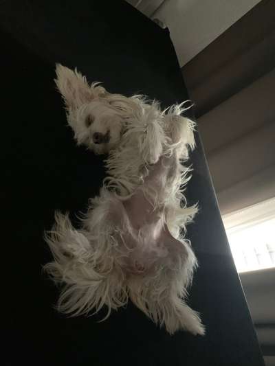 Chinese Crested (Chinesischer Schopfhund)-Beitrag-Bild