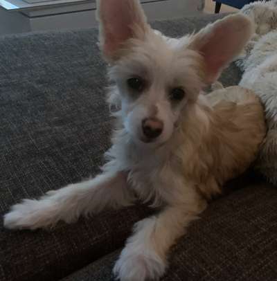 Chinese Crested (Chinesischer Schopfhund)-Beitrag-Bild