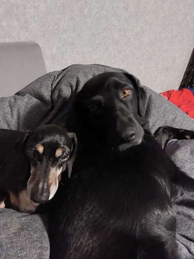 BIG LOVE :) mit 2 Hunden❣️-Beitrag-Bild