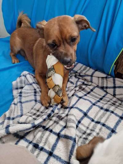 Fotochallenge Guten Appetit! Dein Hund beim futtern-Beitrag-Bild