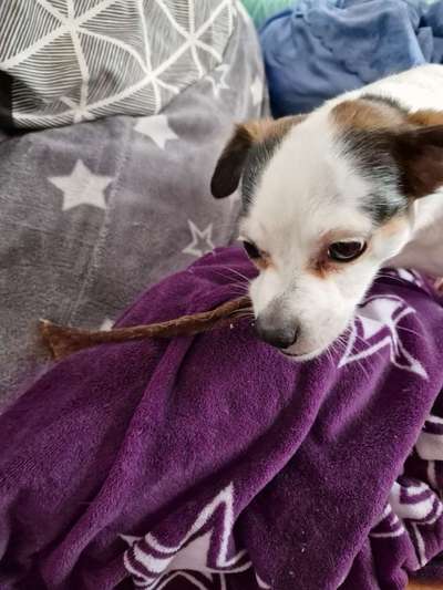 Fotochallenge Guten Appetit! Dein Hund beim futtern-Beitrag-Bild