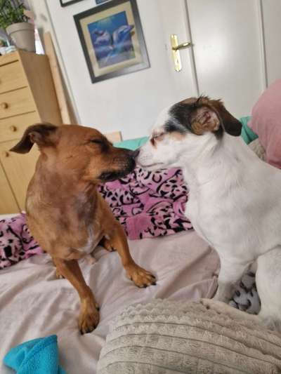 Dogorama Photo Challenge - Gegensätze-Beitrag-Bild