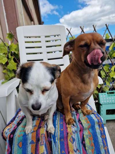 Tongue Out Tuesday-Beitrag-Bild