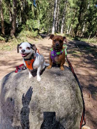 Dogorama Photo Challenge - Steine/Felsen-Beitrag-Bild