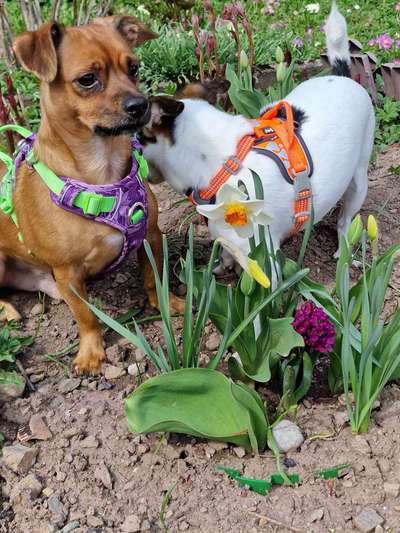 Fotochallenge 78

Es grünt und blüht-Beitrag-Bild