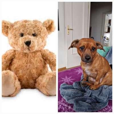 Wie heißt dein Hund?-Beitrag-Bild