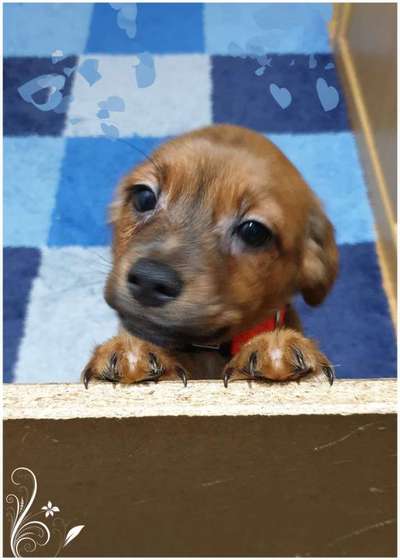 Welpen Bilder !-Beitrag-Bild