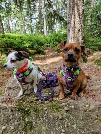 Die wunderschöne Welt mit Hund.-Beitrag-Bild