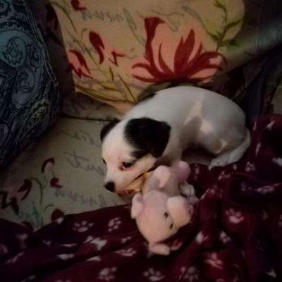 Welpen Bilder !-Beitrag-Bild