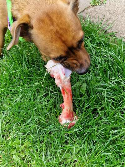 Fotochallenge Guten Appetit! Dein Hund beim futtern-Beitrag-Bild