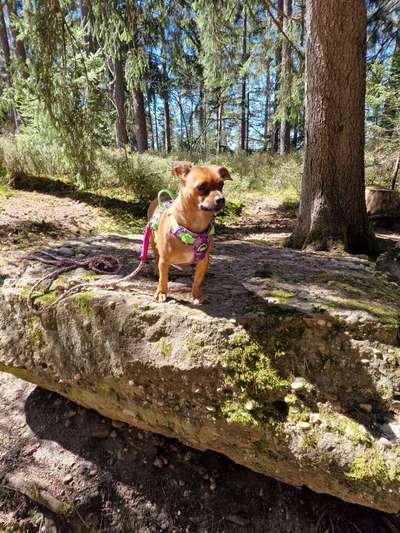 Wald Bild-Beitrag-Bild