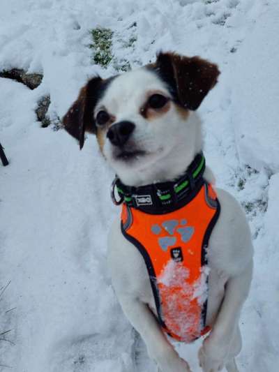 Schnee Foto-Beitrag-Bild