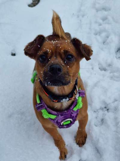 Schnee Foto-Beitrag-Bild