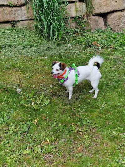 Tongue Out Tuesday-Beitrag-Bild