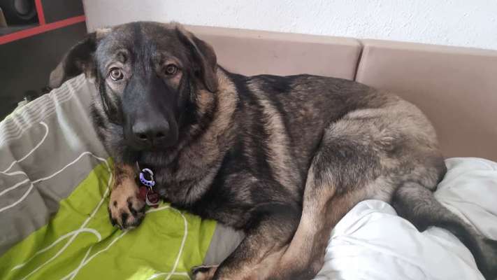 Hundetreffen-Trico Sucht neue Freunde da er kein Freunde hat weil er so groß ist-Bild