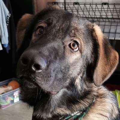 Hundetreffen-Bock auf eine Hunde 🐶wahtsapp Gruppe ?