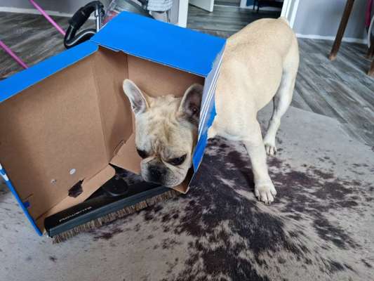 Bild wo euer Hund quatsch macht-Beitrag-Bild