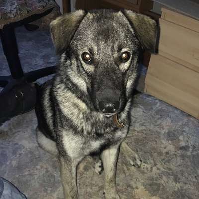Hundetreffen-Gassirunde + Spielen-Bild