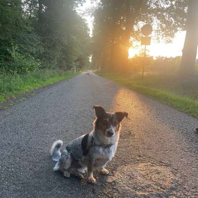 Hundetreffen-🐶Begegnungen & Social walk-Bild