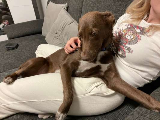 Hundetreffen-Hundebegegnung üben-Bild