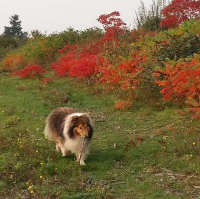 Handy-Foto-Challange Nr.9-Beitrag-Bild