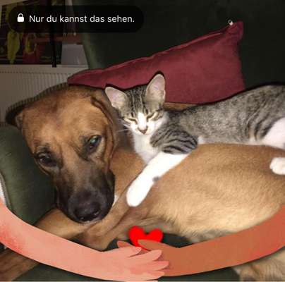 Wessen Hund/ Hündin wächst auch mit Katzen auf? Teilt gerne eure Erfahrungen!-Beitrag-Bild