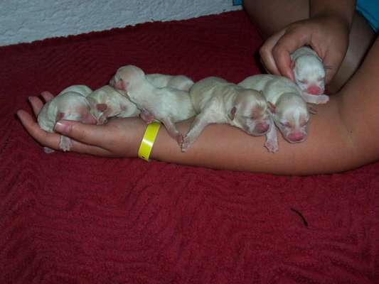 Wie kamst du zu deinem Hund?-Beitrag-Bild