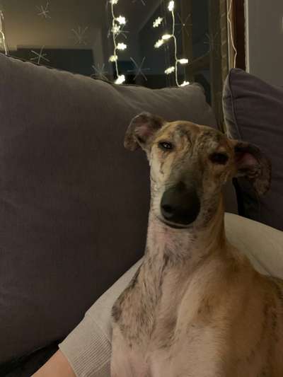 Windhunde - Treffen der besonderen Schönheiten
HERZLICH WILLKOMMEN-Beitrag-Bild