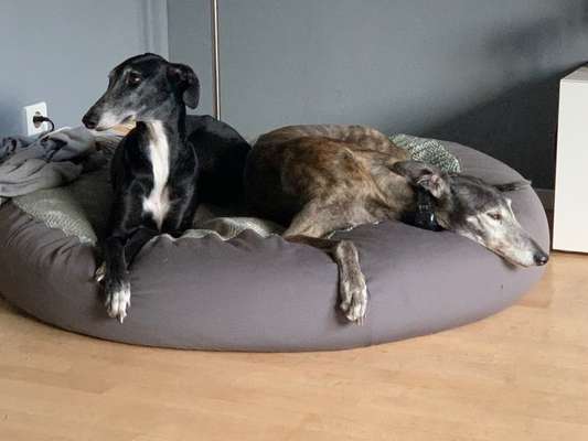 Windhunde - Treffen der besonderen Schönheiten
HERZLICH WILLKOMMEN-Beitrag-Bild