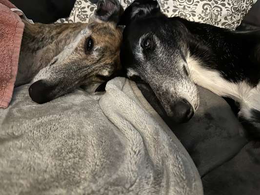 Windhunde - Treffen der besonderen Schönheiten
HERZLICH WILLKOMMEN-Beitrag-Bild