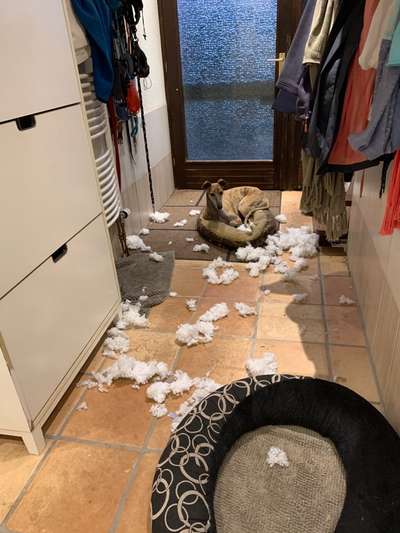 Windhunde - Treffen der besonderen Schönheiten
HERZLICH WILLKOMMEN-Beitrag-Bild