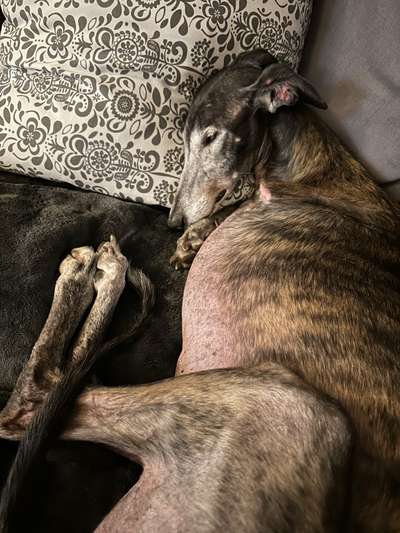 Windhunde - Treffen der besonderen Schönheiten
HERZLICH WILLKOMMEN-Beitrag-Bild