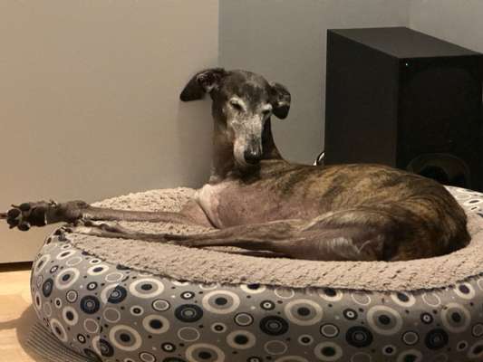 Windhunde - Treffen der besonderen Schönheiten
HERZLICH WILLKOMMEN-Beitrag-Bild