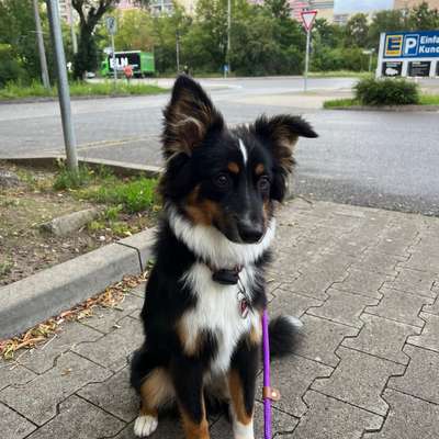 Hundetreffen-Junghundetreffen in Marzahn-Bild