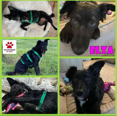 Tierschutzhunde suchen ein Zuhause-Beitrag-Bild