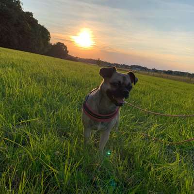 Hundetreffen-Halb-Mops-Treffen-Bild