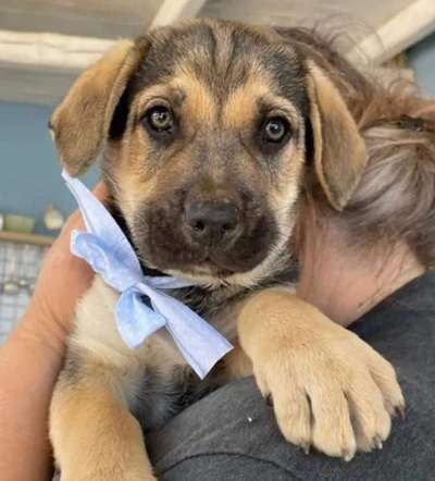 Das erste Bild eures Hundes-Beitrag-Bild