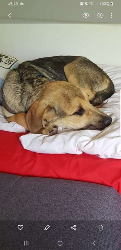 Mischlingshunde Foto Aufruf-Beitrag-Bild