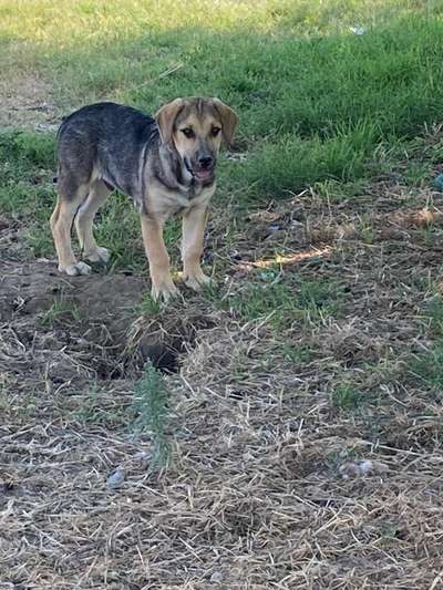 Auslandstierschutz-Beitrag-Bild