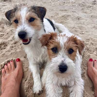 aktuelles Foto Gruppe Jack Russell Terrier