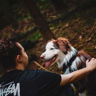 Hundetreffen-Spielpartner & Spazieren gehen
