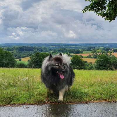 Hundetreffen-Gassirunde-Bild