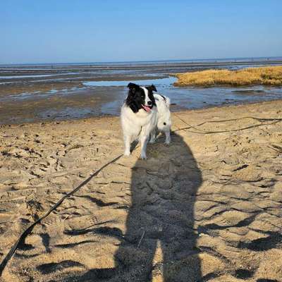 Hundetreffen-Gemeinsamer Spaziergang-Bild