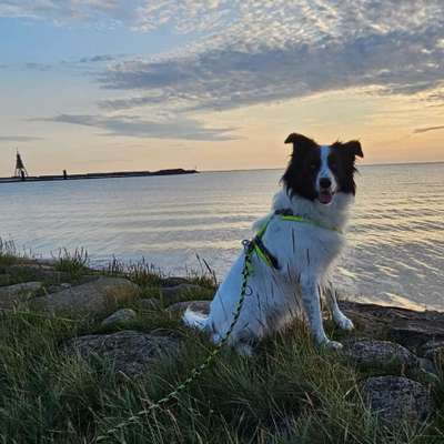 Hundetreffen-Gemeinsamer Spaziergang-Profilbild