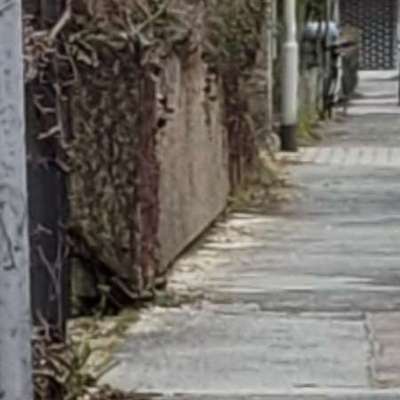 Giftköder-Vermeintliches Rattengift-Bild